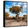 Awesome South Africa Collection Square - Acacia Trees in the Bush in Fall Colors-Philippe Hugonnard-Framed Stretched Canvas