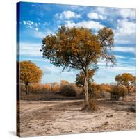 Awesome South Africa Collection Square - Acacia Trees in the Bush in Fall Colors-Philippe Hugonnard-Stretched Canvas
