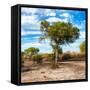 Awesome South Africa Collection Square - Acacia Trees in the Bush-Philippe Hugonnard-Framed Stretched Canvas