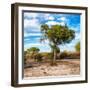 Awesome South Africa Collection Square - Acacia Trees in the Bush-Philippe Hugonnard-Framed Photographic Print