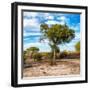 Awesome South Africa Collection Square - Acacia Trees in the Bush-Philippe Hugonnard-Framed Photographic Print