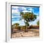 Awesome South Africa Collection Square - Acacia Trees in the Bush-Philippe Hugonnard-Framed Photographic Print