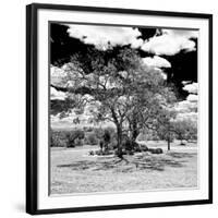 Awesome South Africa Collection Square - African Acacia Tree B&W-Philippe Hugonnard-Framed Premium Photographic Print