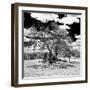 Awesome South Africa Collection Square - African Acacia Tree B&W-Philippe Hugonnard-Framed Premium Photographic Print