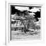 Awesome South Africa Collection Square - African Acacia Tree B&W-Philippe Hugonnard-Framed Photographic Print