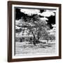 Awesome South Africa Collection Square - African Acacia Tree B&W-Philippe Hugonnard-Framed Photographic Print