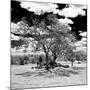 Awesome South Africa Collection Square - African Acacia Tree B&W-Philippe Hugonnard-Mounted Photographic Print