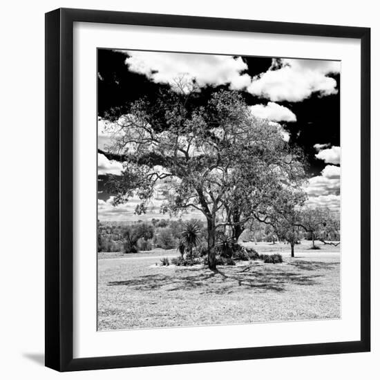 Awesome South Africa Collection Square - African Acacia Tree B&W-Philippe Hugonnard-Framed Photographic Print