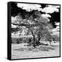 Awesome South Africa Collection Square - African Acacia Tree B&W-Philippe Hugonnard-Framed Stretched Canvas