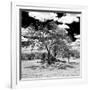 Awesome South Africa Collection Square - African Acacia Tree B&W-Philippe Hugonnard-Framed Photographic Print