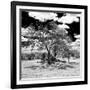 Awesome South Africa Collection Square - African Acacia Tree B&W-Philippe Hugonnard-Framed Photographic Print