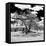 Awesome South Africa Collection Square - African Acacia Tree B&W-Philippe Hugonnard-Framed Stretched Canvas