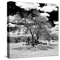 Awesome South Africa Collection Square - African Acacia Tree B&W-Philippe Hugonnard-Stretched Canvas