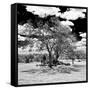 Awesome South Africa Collection Square - African Acacia Tree B&W-Philippe Hugonnard-Framed Stretched Canvas