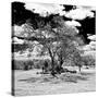 Awesome South Africa Collection Square - African Acacia Tree B&W-Philippe Hugonnard-Stretched Canvas