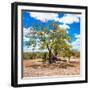 Awesome South Africa Collection Square - African Acacia Tree-Philippe Hugonnard-Framed Premium Photographic Print