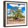 Awesome South Africa Collection Square - African Acacia Tree-Philippe Hugonnard-Framed Photographic Print