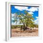 Awesome South Africa Collection Square - African Acacia Tree-Philippe Hugonnard-Framed Photographic Print