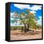 Awesome South Africa Collection Square - African Acacia Tree-Philippe Hugonnard-Framed Stretched Canvas