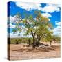 Awesome South Africa Collection Square - African Acacia Tree-Philippe Hugonnard-Stretched Canvas