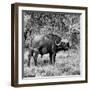 Awesome South Africa Collection Square - African Buffalo Portrait B&W-Philippe Hugonnard-Framed Photographic Print