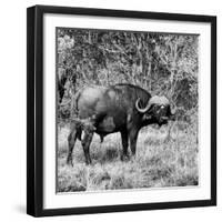 Awesome South Africa Collection Square - African Buffalo Portrait B&W-Philippe Hugonnard-Framed Photographic Print