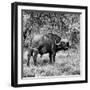 Awesome South Africa Collection Square - African Buffalo Portrait B&W-Philippe Hugonnard-Framed Photographic Print