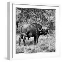 Awesome South Africa Collection Square - African Buffalo Portrait B&W-Philippe Hugonnard-Framed Photographic Print