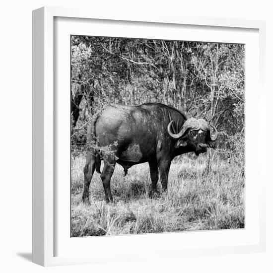 Awesome South Africa Collection Square - African Buffalo Portrait B&W-Philippe Hugonnard-Framed Photographic Print