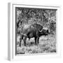 Awesome South Africa Collection Square - African Buffalo Portrait B&W-Philippe Hugonnard-Framed Photographic Print