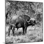Awesome South Africa Collection Square - African Buffalo Portrait B&W-Philippe Hugonnard-Mounted Photographic Print