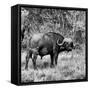 Awesome South Africa Collection Square - African Buffalo Portrait B&W-Philippe Hugonnard-Framed Stretched Canvas