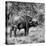 Awesome South Africa Collection Square - African Buffalo Portrait B&W-Philippe Hugonnard-Stretched Canvas