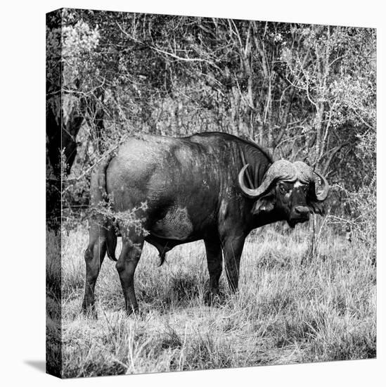 Awesome South Africa Collection Square - African Buffalo Portrait B&W-Philippe Hugonnard-Stretched Canvas