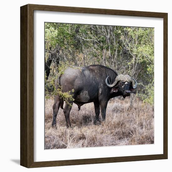 Awesome South Africa Collection Square - African Buffalo Portrait-Philippe Hugonnard-Framed Photographic Print