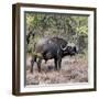 Awesome South Africa Collection Square - African Buffalo Portrait-Philippe Hugonnard-Framed Photographic Print