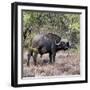 Awesome South Africa Collection Square - African Buffalo Portrait-Philippe Hugonnard-Framed Photographic Print