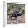 Awesome South Africa Collection Square - African Buffalo Portrait-Philippe Hugonnard-Framed Photographic Print