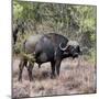 Awesome South Africa Collection Square - African Buffalo Portrait-Philippe Hugonnard-Mounted Photographic Print