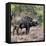 Awesome South Africa Collection Square - African Buffalo Portrait-Philippe Hugonnard-Framed Stretched Canvas