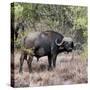 Awesome South Africa Collection Square - African Buffalo Portrait-Philippe Hugonnard-Stretched Canvas