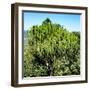 Awesome South Africa Collection Square - African Cactus Tree-Philippe Hugonnard-Framed Photographic Print