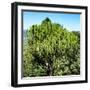 Awesome South Africa Collection Square - African Cactus Tree-Philippe Hugonnard-Framed Photographic Print