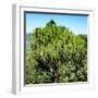 Awesome South Africa Collection Square - African Cactus Tree-Philippe Hugonnard-Framed Photographic Print