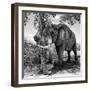 Awesome South Africa Collection Square - African Elephant B&W-Philippe Hugonnard-Framed Photographic Print