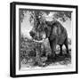 Awesome South Africa Collection Square - African Elephant B&W-Philippe Hugonnard-Framed Photographic Print