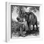 Awesome South Africa Collection Square - African Elephant B&W-Philippe Hugonnard-Framed Photographic Print