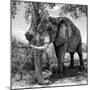 Awesome South Africa Collection Square - African Elephant B&W-Philippe Hugonnard-Mounted Photographic Print