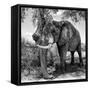 Awesome South Africa Collection Square - African Elephant B&W-Philippe Hugonnard-Framed Stretched Canvas