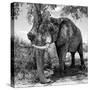 Awesome South Africa Collection Square - African Elephant B&W-Philippe Hugonnard-Stretched Canvas